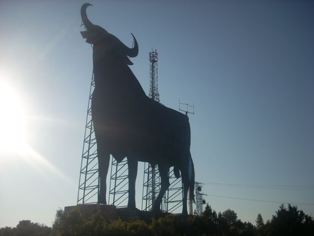 Evening Bull Evening Bull