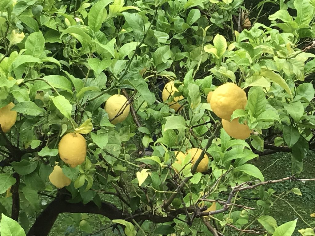 Lemon Trees Grow Like Weeds in Valencia