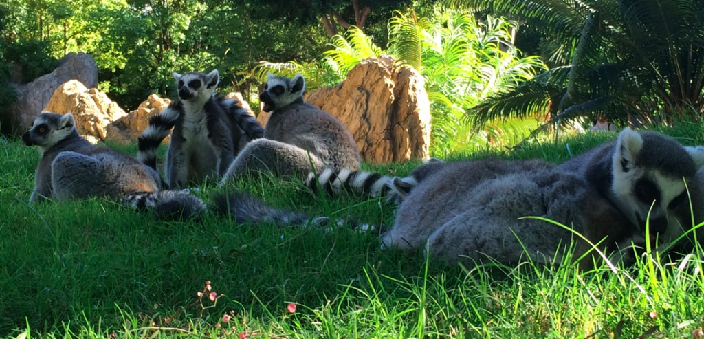 Lemurs at the Bioparc in Valencia
