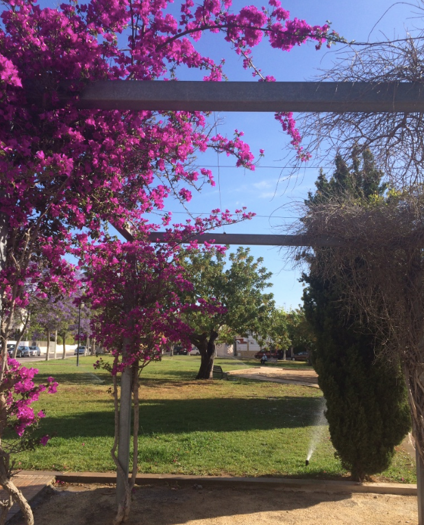It grows like a weed and is rather beautiful in the Valencian spring