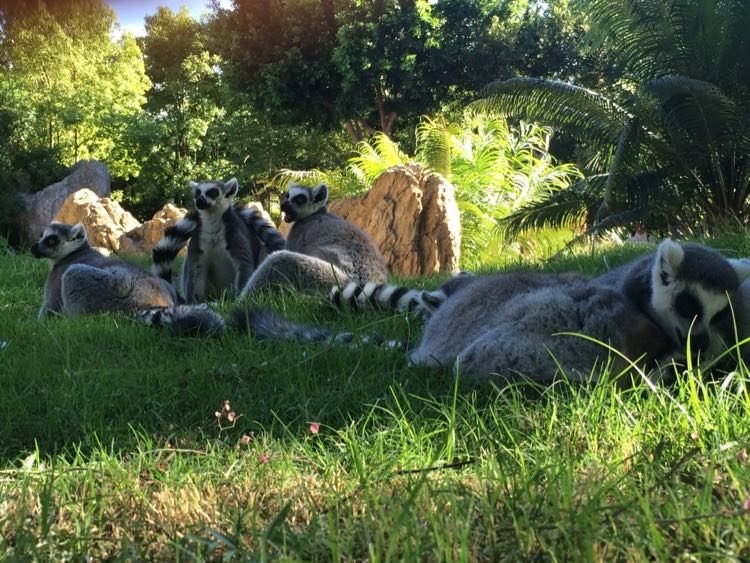Lemurs at the Bioparc in Valencia