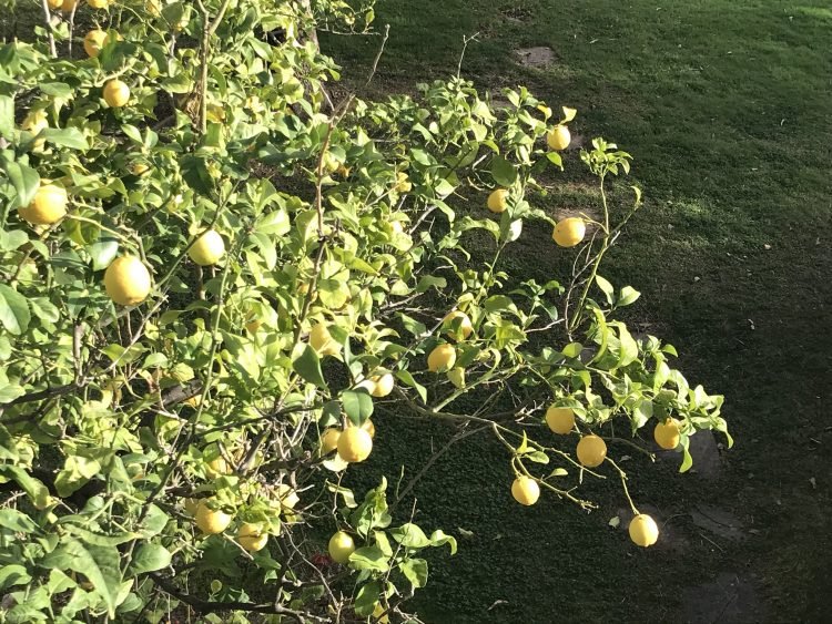 Lemon Tree
